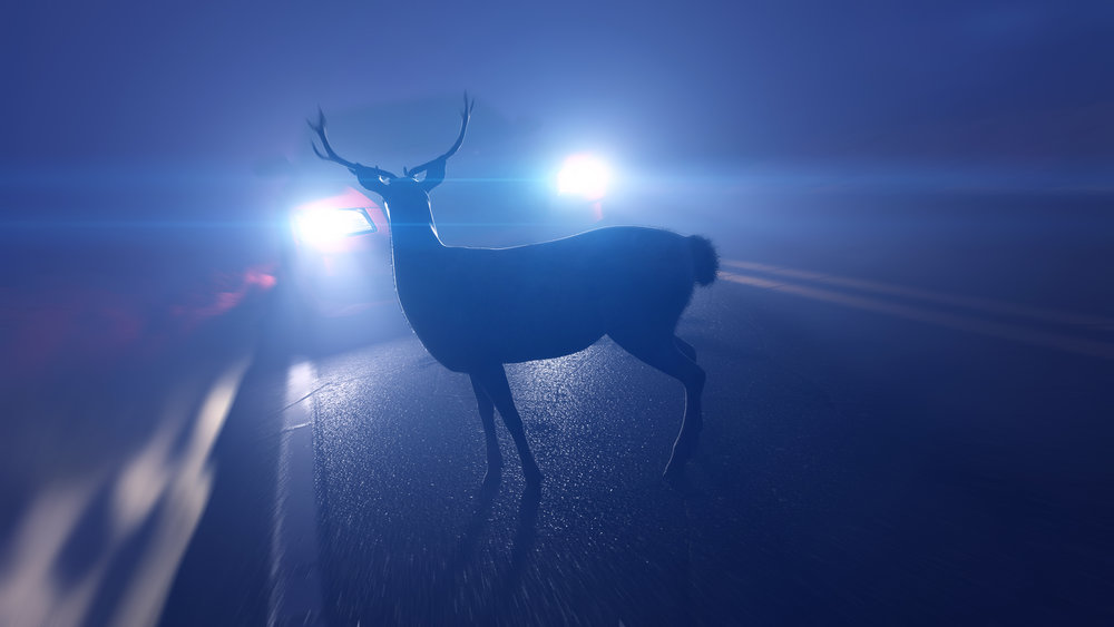 Deer in Road